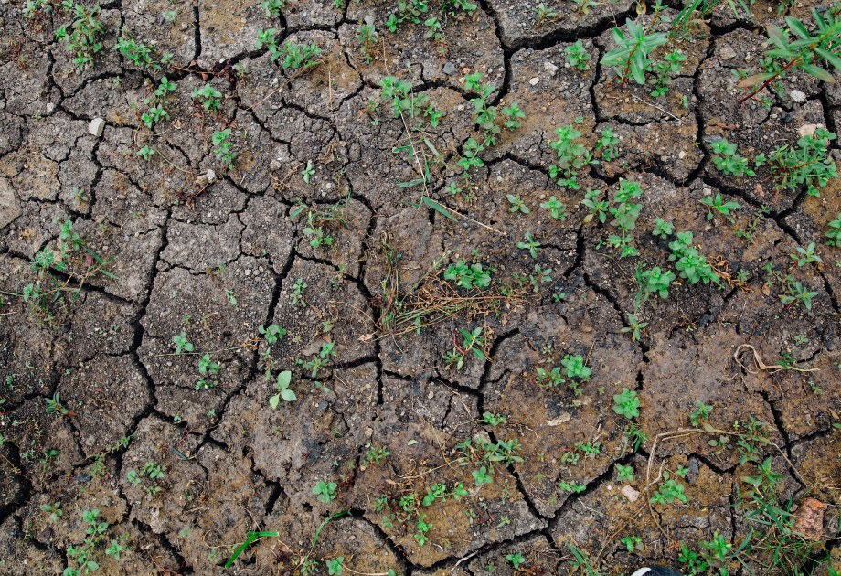 cracked ground with weeds